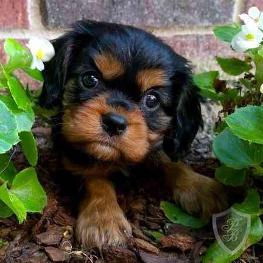 Black and tan king store charles spaniel for sale